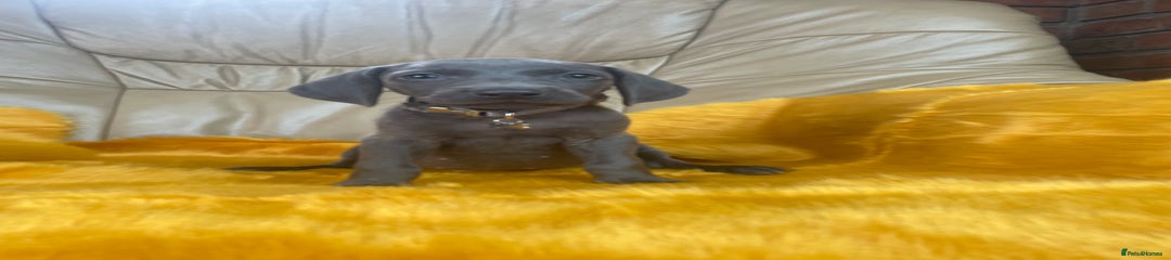 Weimaraner Puppy 8