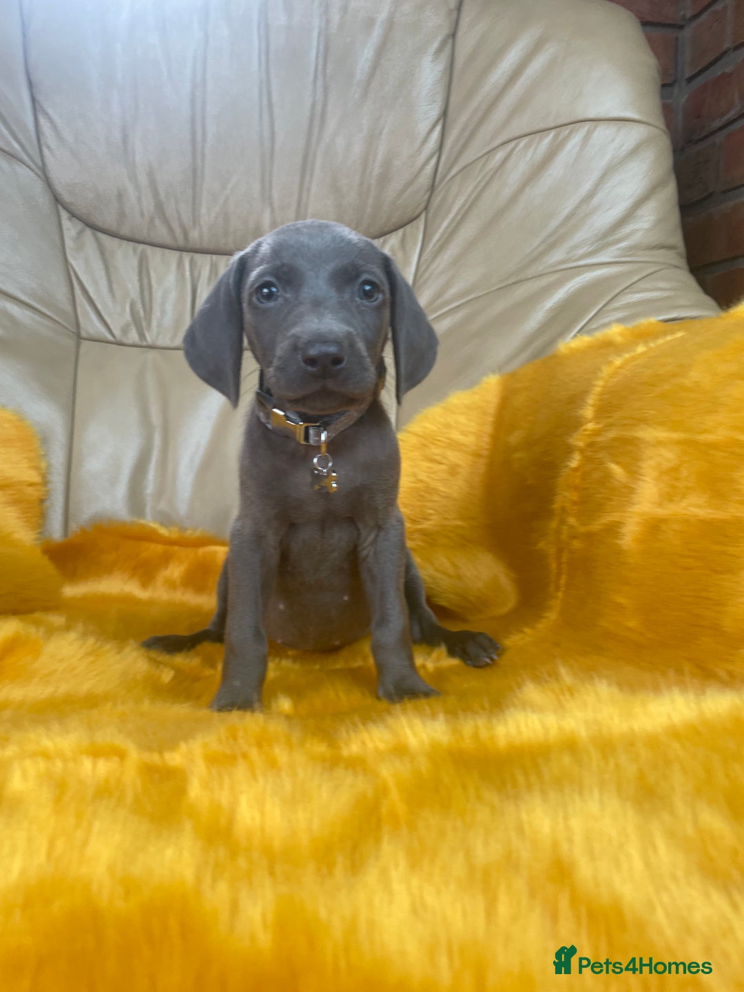 Weimaraner dogs for sale: KC Weimaraner puppies  - Image 3
