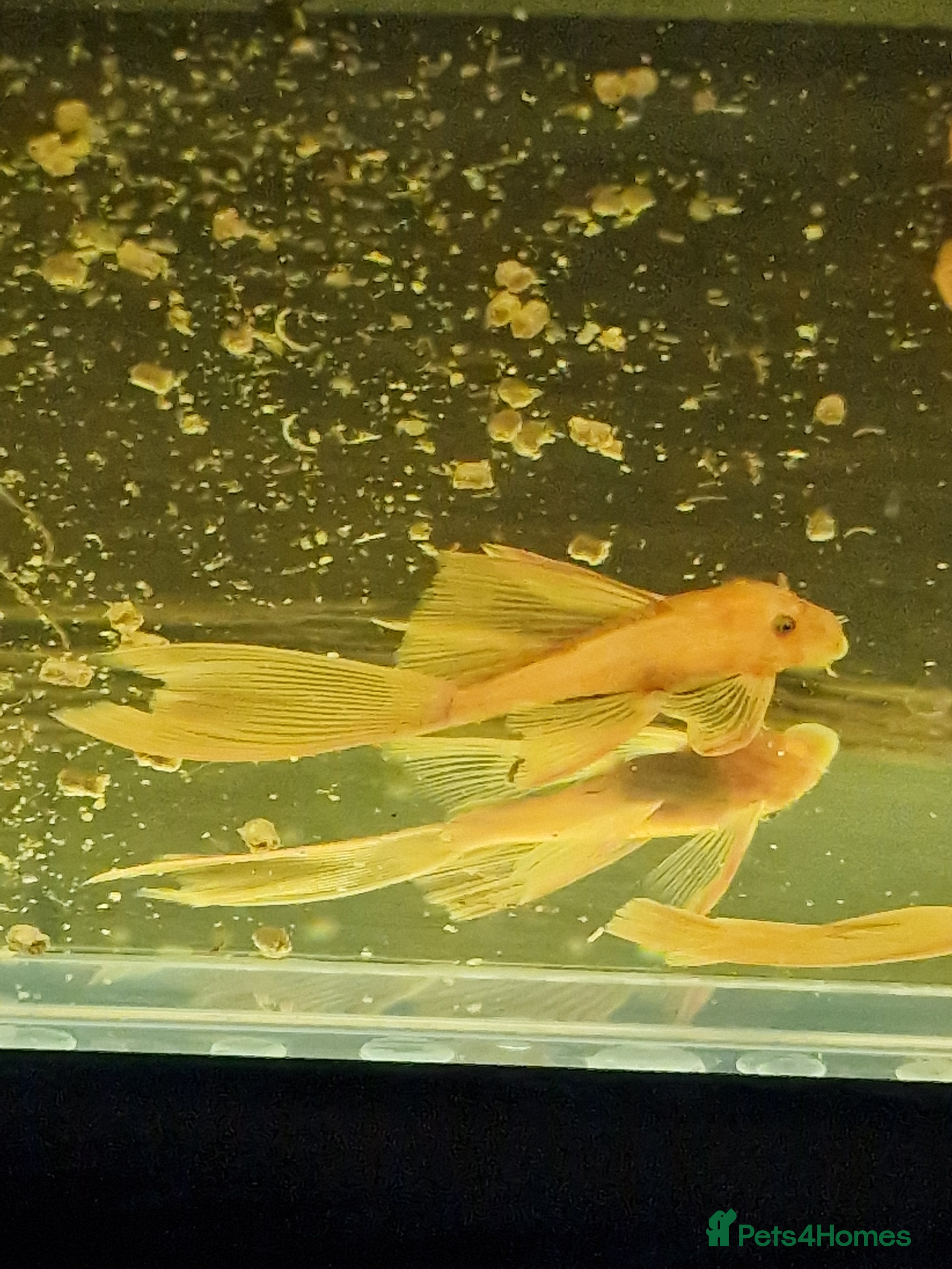 Plecos fish Longfin Super-red bristlenose Plecos  - Advert 18
