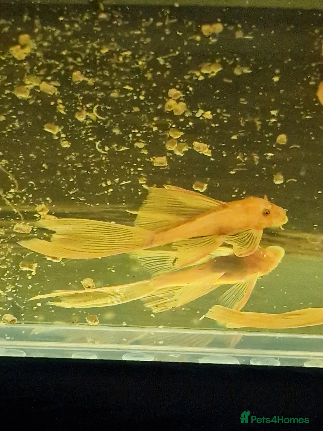 Plecos fish for sale: Longfin Super-red bristlenose Plecos  - Advert 1
