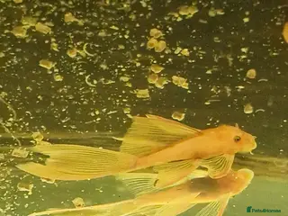 Plecos fish Longfin Super-red bristlenose Plecos - Advert 14