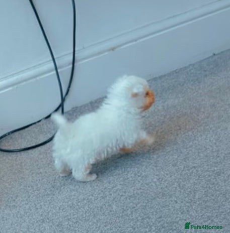 Bichon Frise dogs - Advert 8