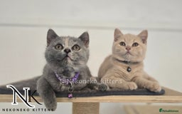 British Shorthair cats for sale: ❗️❗️2 LEFT❗️❗️CHUNKY ADORABLE FLUFF BALLS in Ilkeston - Image 8