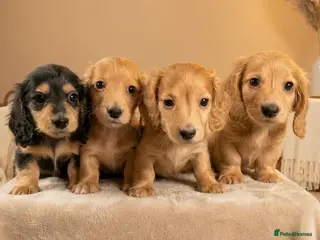 Dachshund dogs KC miniature long hair cream dachshund for sale - Advert 2