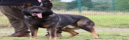 German Shepherd dogs for stud: **CZECH IMPORT STUD LIMITED TIME ** in Birmingham - Advert 2