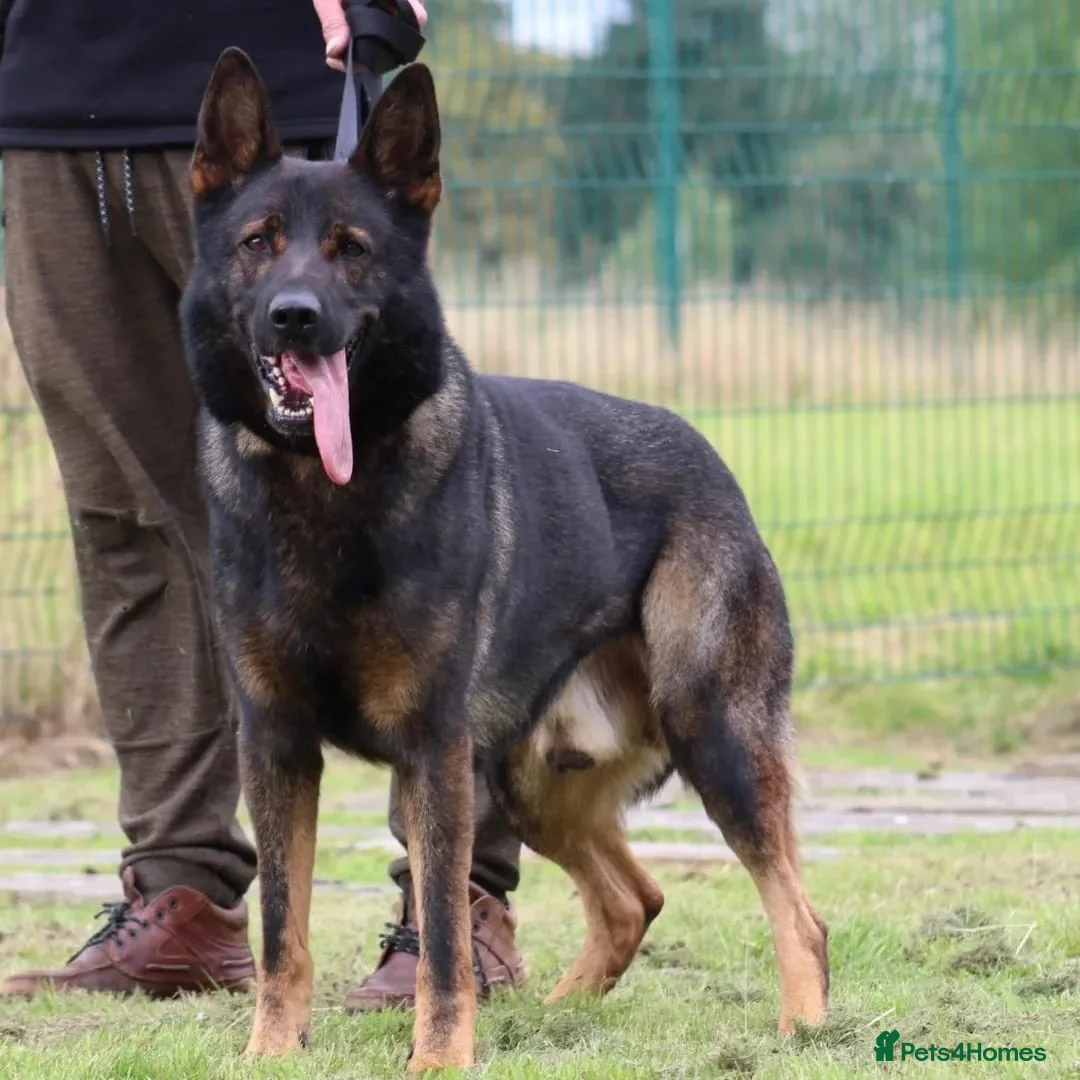 German Shepherd dogs for stud: **CZECH IMPORT STUD LIMITED TIME ** in Birmingham - Advert 2