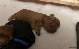 Cavapoo dogs for sale: Cute cavas for best homes only!  - Image 13