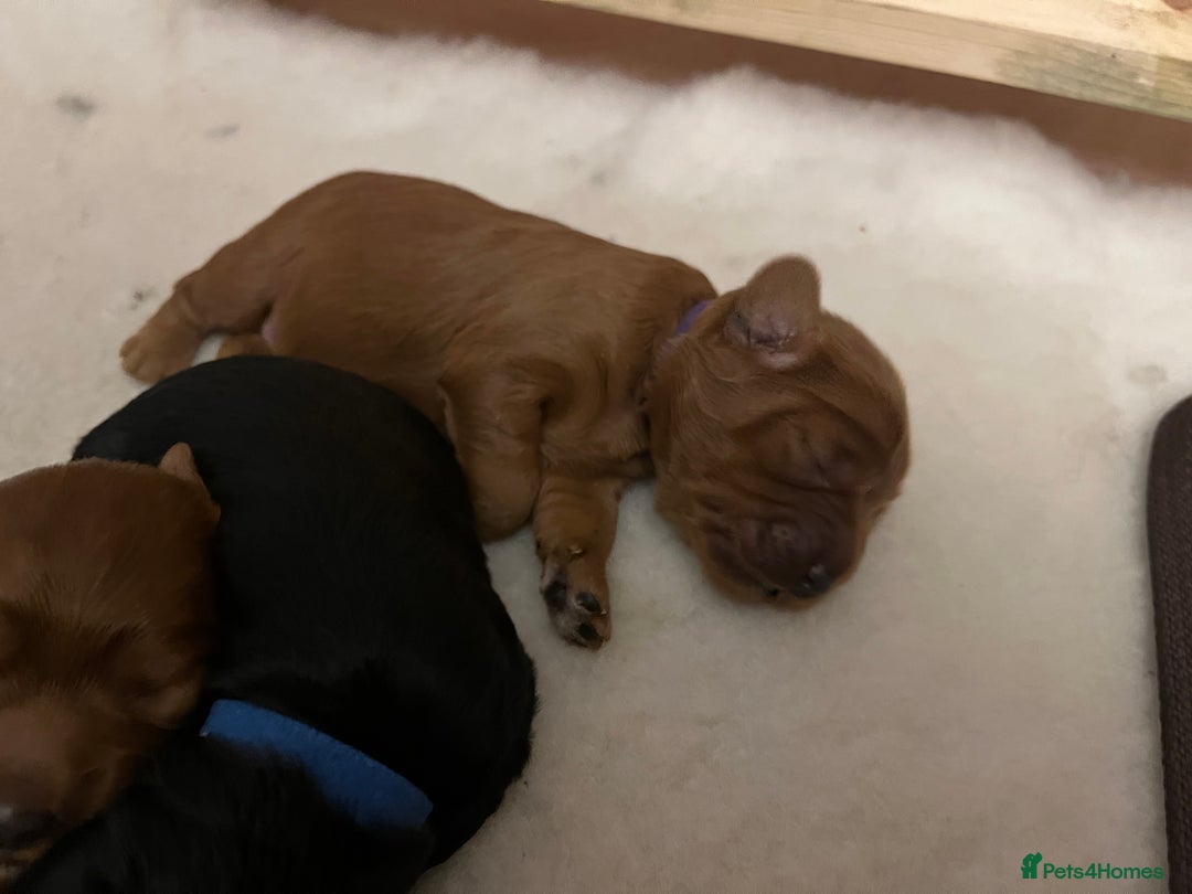 Cavapoo dogs for sale: Cute cavas for best homes only!  - Image 13