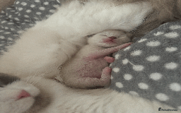 Ragdoll cats for sale: Championship 5 Generation Pedigree GCCF Ragdolls - Image 4