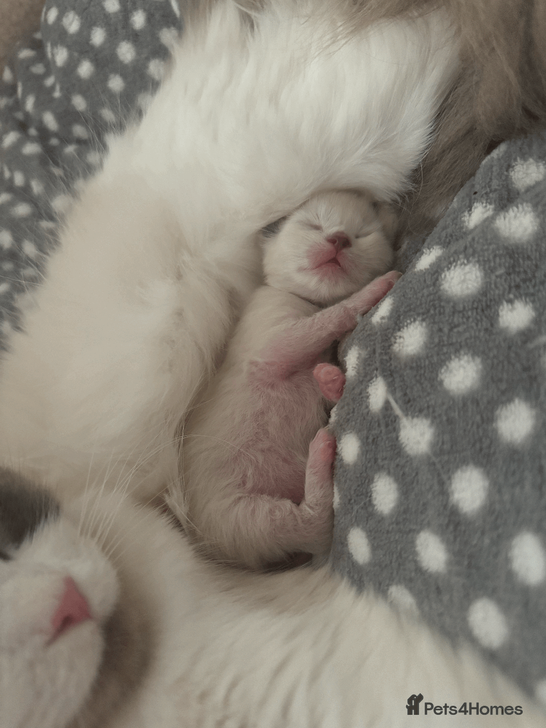 Ragdoll cats for sale: Championship 5 Generation Pedigree GCCF Ragdolls - Image 4