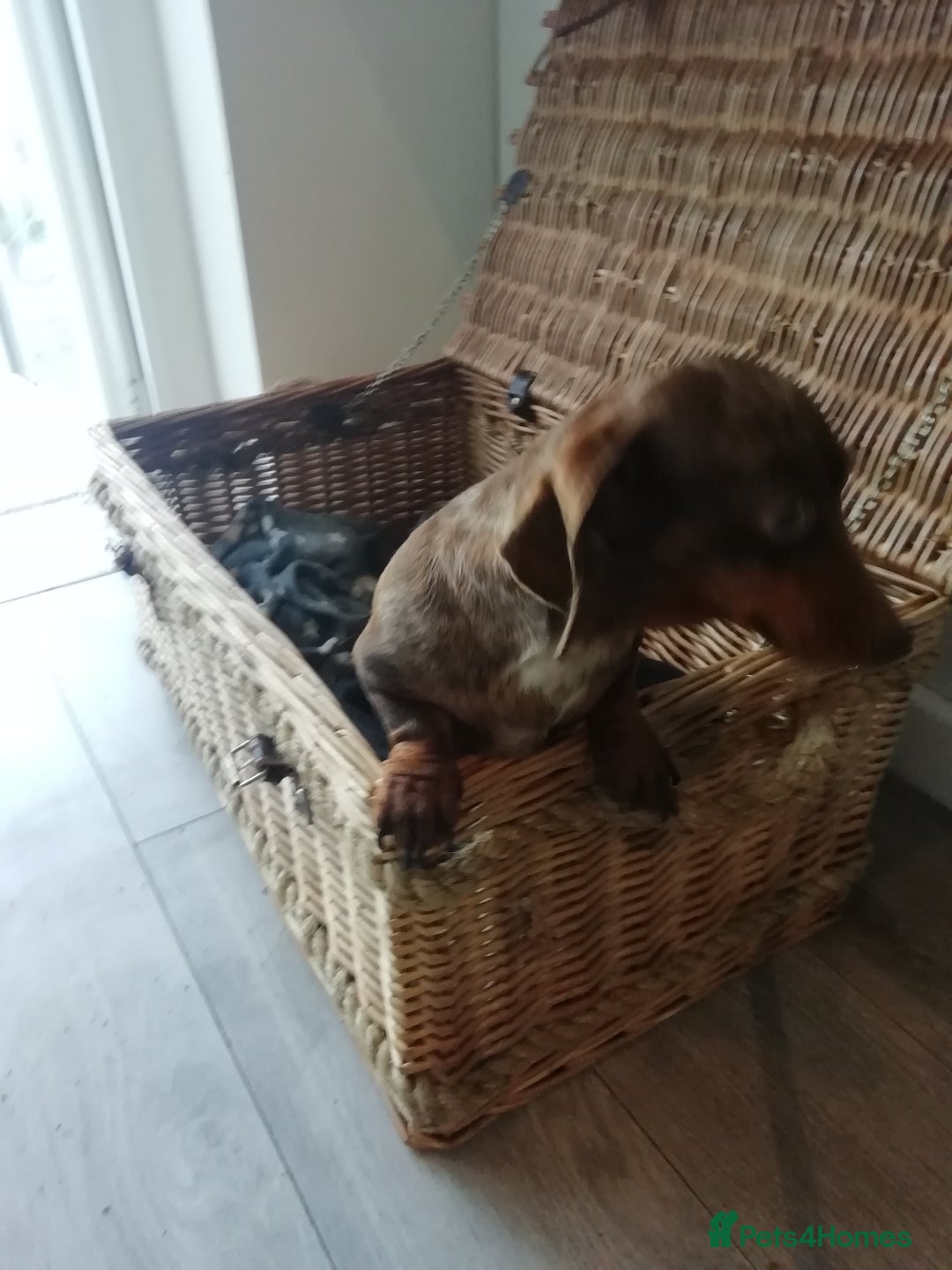 Miniature Dachshund dogs for sale: Miniature Dachshund  - Advert 1