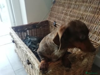 Miniature Dachshund dogs Miniature Dachshund - Advert 1