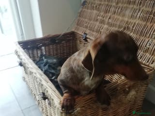 Miniature Dachshund dogs Miniature Dachshund - Advert 2