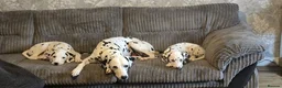 Dalmatian dogs for sale: Dalmatian boy  - Advert 2