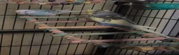 Budgerigars birds for sale: Budgies for sale - Advert 2