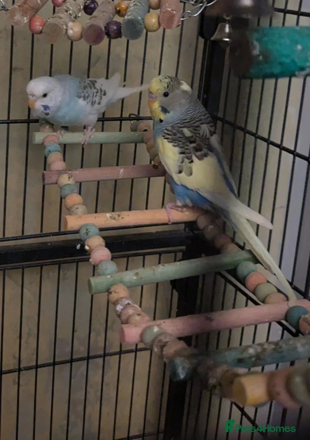 Budgerigars birds for sale: Budgies for sale - Advert 2