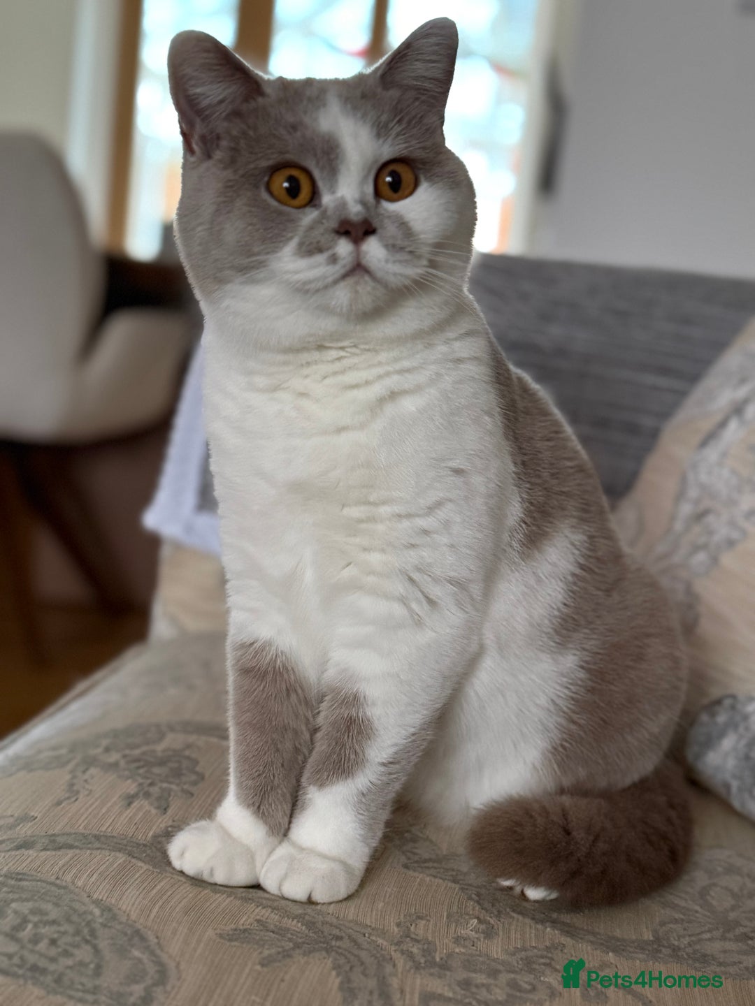 British Shorthair cats for sale: Tica active female lilac bi - Advert 2