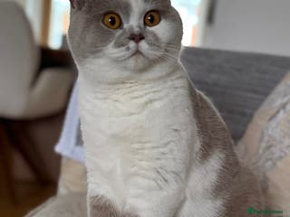 British Shorthair cats Tica active female lilac bi - Advert 13