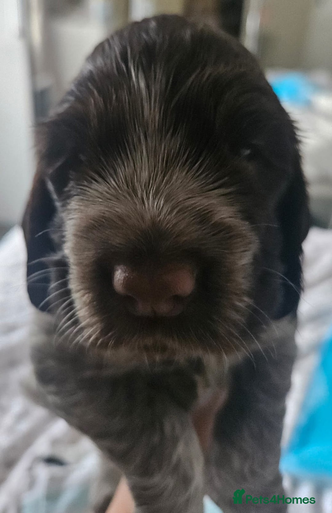 Cocker Spaniel dogs for sale: Show cocker spaniel  - Image 16