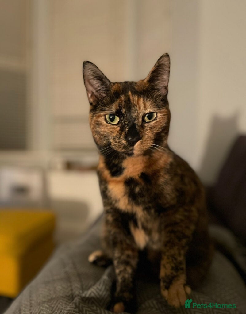 British Shorthair cats for sale: Myrtle marble cat - Advert 1