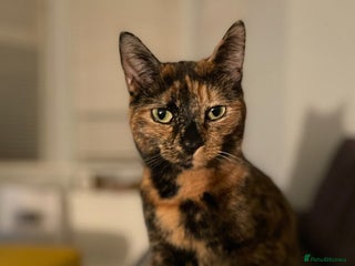 British Shorthair cats - Advert 28