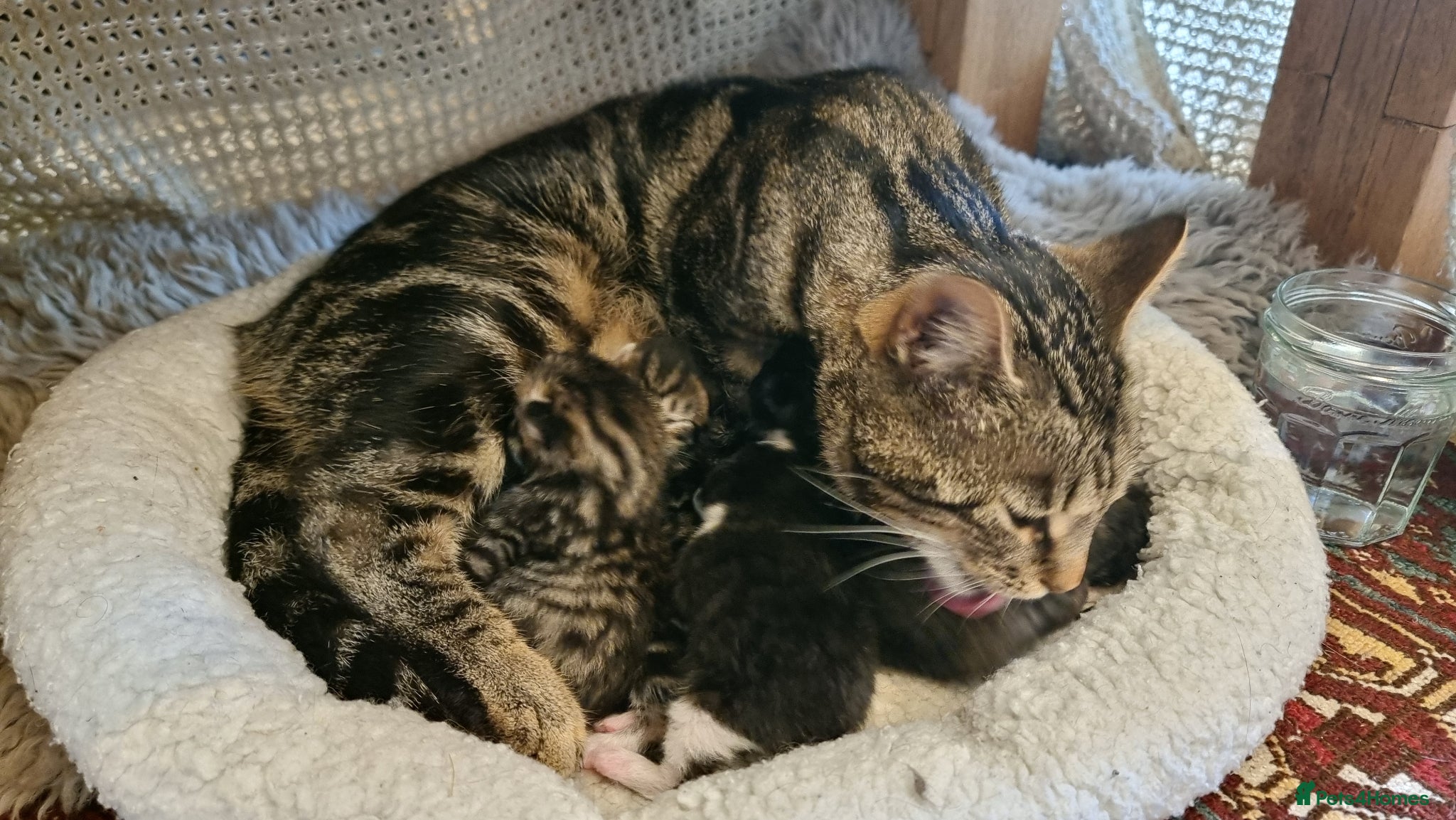 Mixed Breed cats for sale: BONDED PAIR bro/sis kittens - Advert 9
