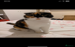 Scottish Fold cats for sale: Mother and son - Image 3