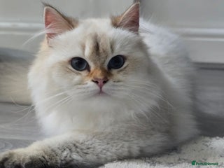 British Longhair cats Stunning Colour Point Girl - Advert 3
