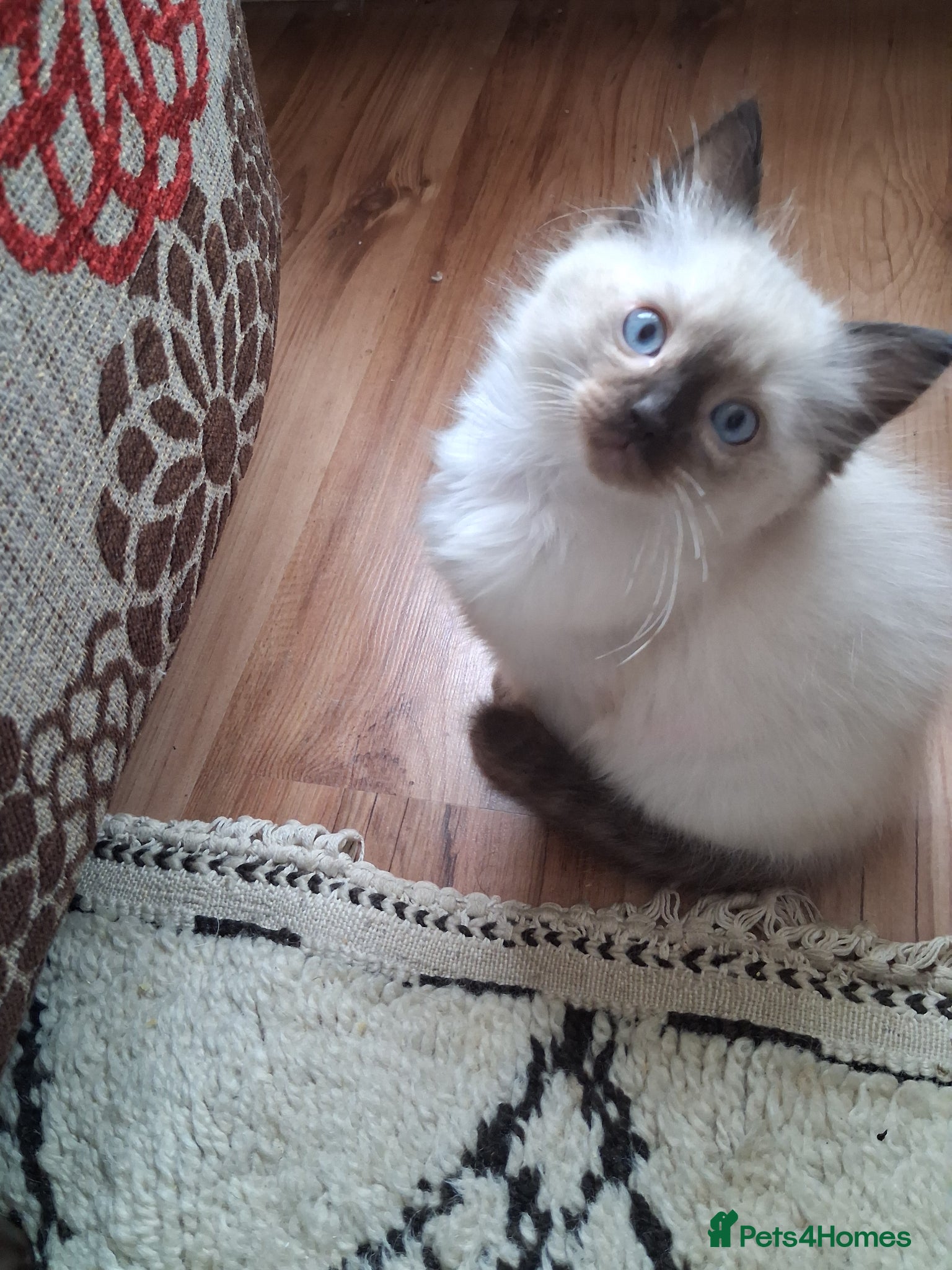 Ragdoll cats for sale: Ragdoll kittens ready 11th June after vet check - Advert 6