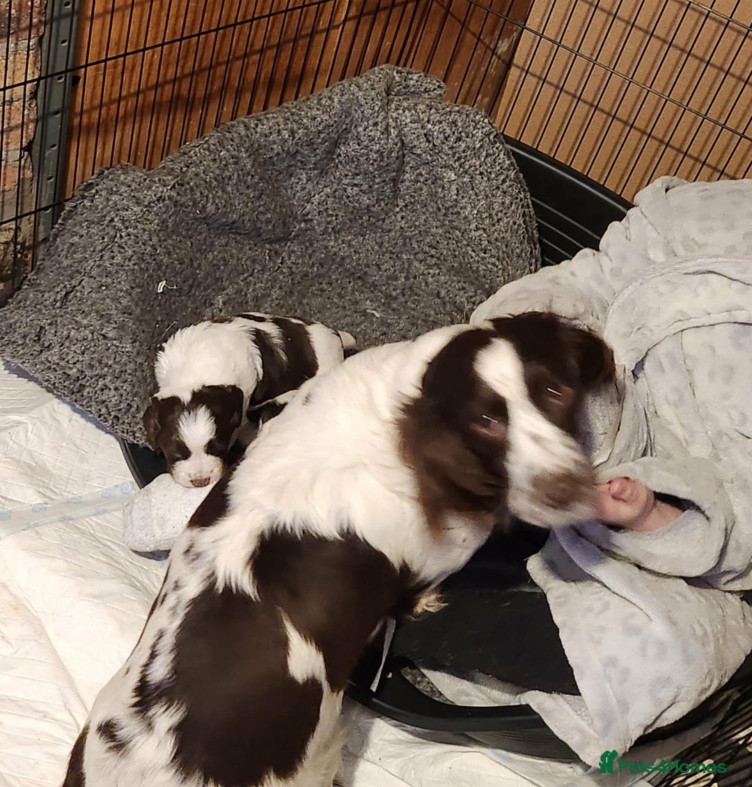 English Springer Spaniel dogs for sale: Springer spaniel pups - Advert 2