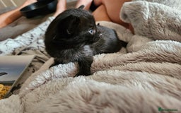 Bengal cats for sale: Bengal beauties - Image 13
