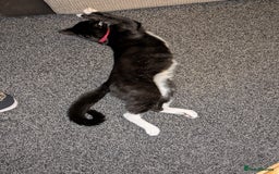 Domestic Shorthair cats for sale: 3 Kittens for Sale - Image 7