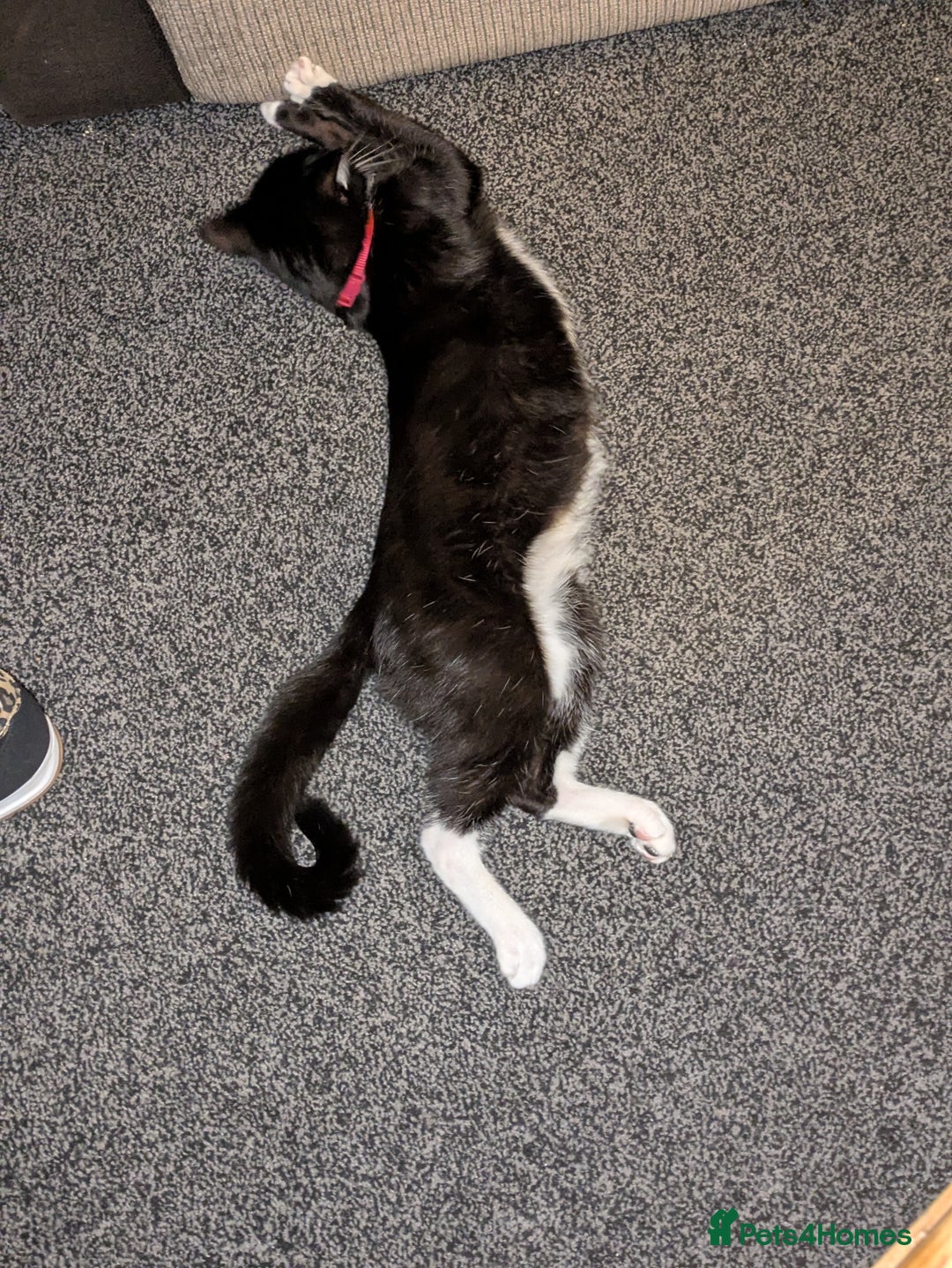 Domestic Shorthair cats for sale: 3 Kittens for Sale - Image 7