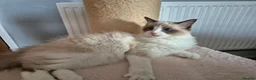 Ragdoll cats for sale: Ragdoll TICA registered - Advert 3