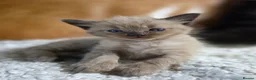 Ragdoll cats for sale: Beautiful Ragdoll Kittens - Advert 3