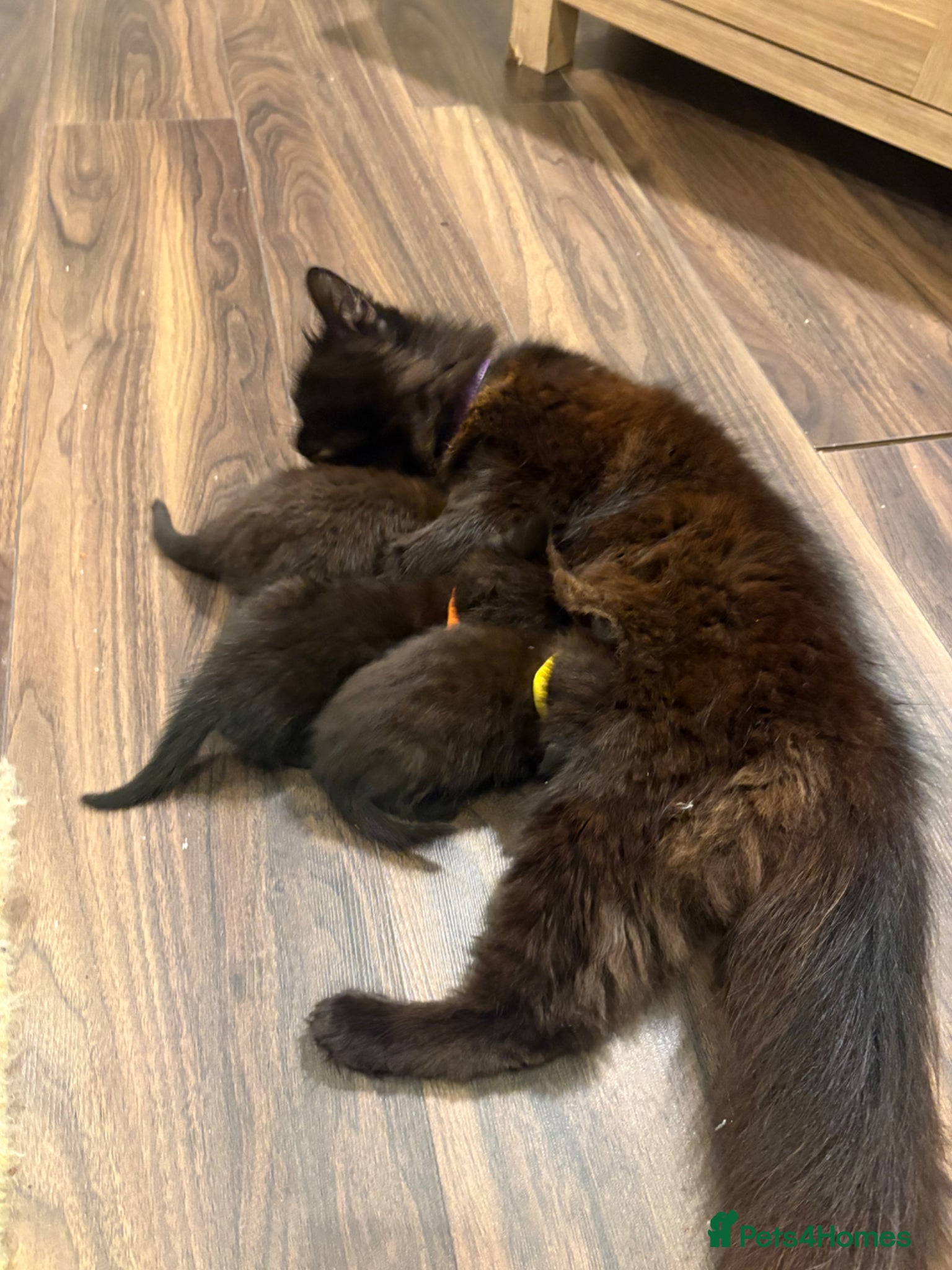 Mixed Breed cats for sale: Beautiful Kittens For Sale - Advert 20