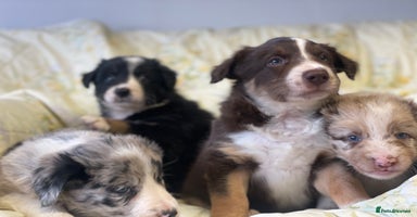 Border Collie dogs - Advert 4
