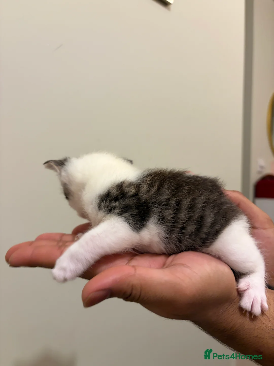 American Shorthair cats for sale: 4 beautiful American Shorthair Kittens - Advert 10