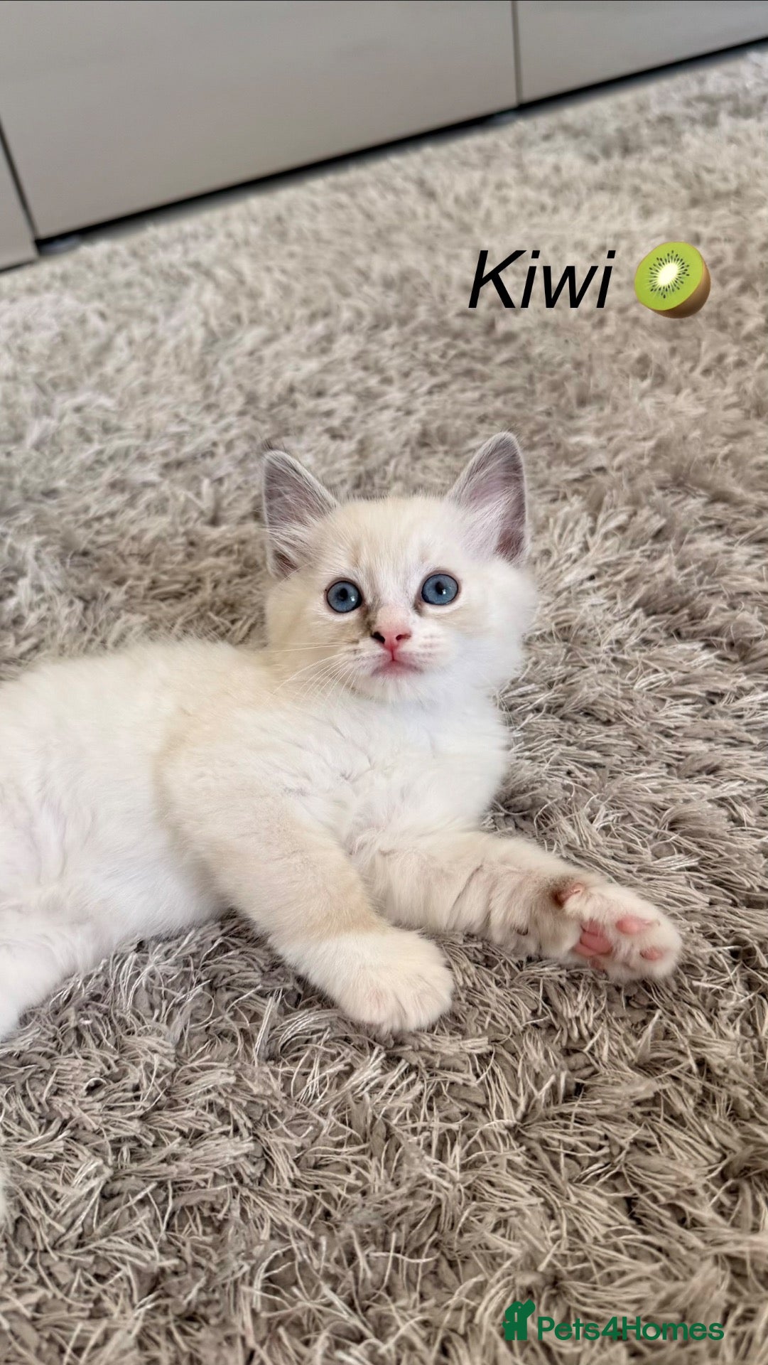 Ragdoll cats 5 Beautiful Kittens - Ready to Leave Now 💙🩷 - Advert 4