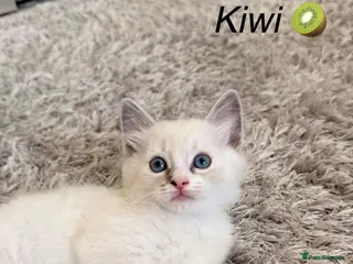 Ragdoll cats 5 Beautiful Kittens - Ready to Leave Now 💙🩷 - Advert 4