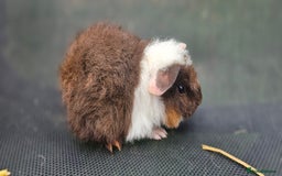 Guinea Pig rodents for sale: Guinea pigs looking for new home - Advert 3