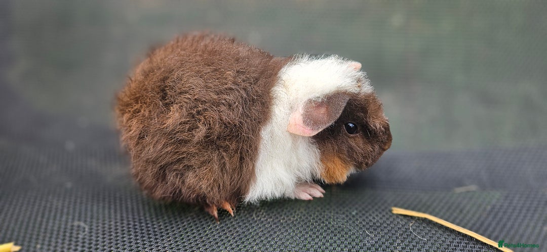 Guinea Pig rodents for sale: Guinea pigs looking for new home - Advert 3