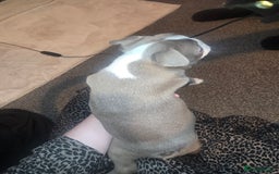 Boston Terrier dogs for sale: Blossom's Beautiful Bostons - Advert 14