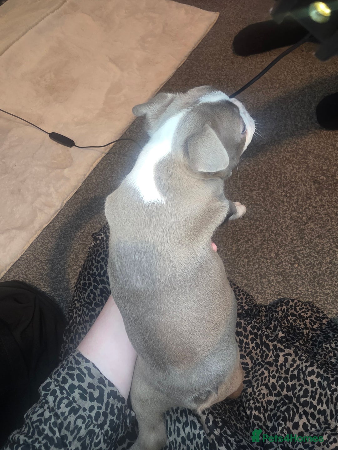 Boston Terrier dogs for sale: Blossom's Beautiful Bostons - Advert 14