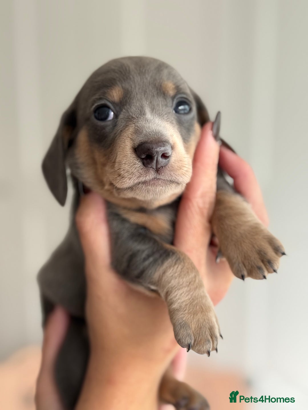 Miniature Dachshund dogs for sale: Kc reg Miniature Dachshund Puppies 🐶 💕 - Image 2