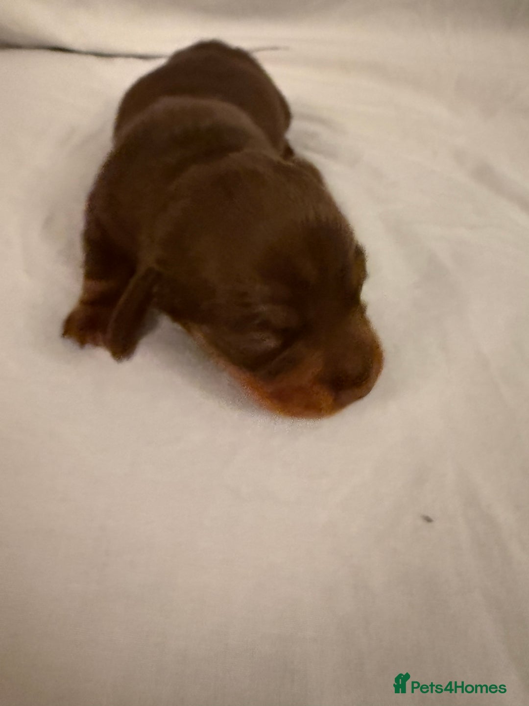 Dachshund dogs for sale: Miniature Dachshund puppies for sale - Advert 19