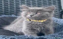 Mixed Breed cats for sale: 6 beautiful kittens ready for their forever homes - Image 4