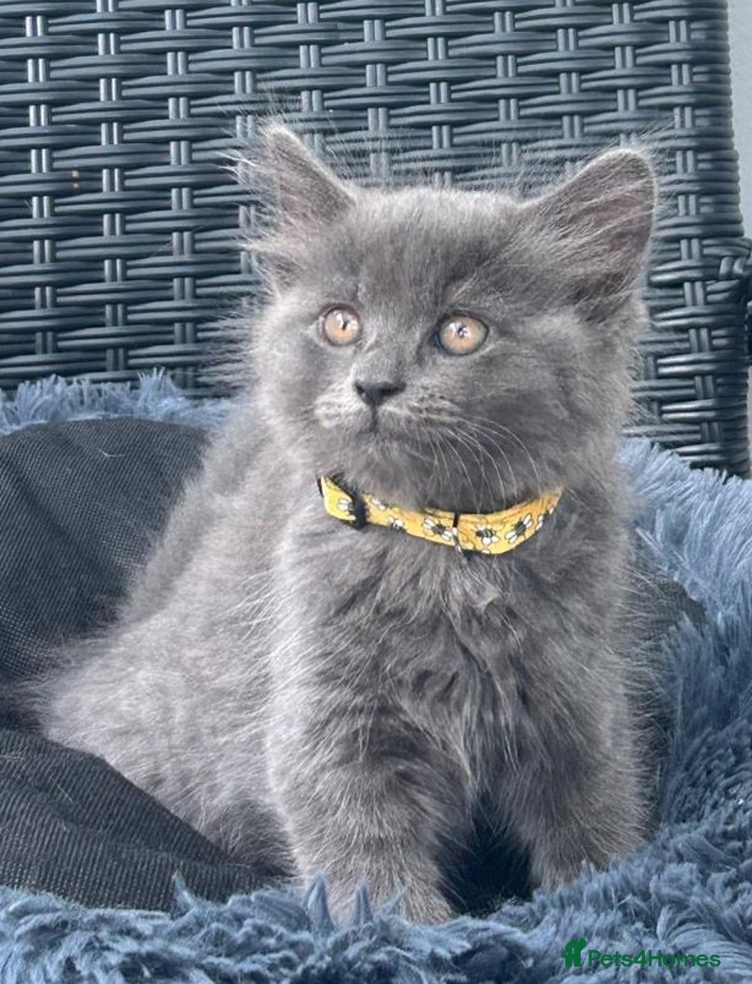 Mixed Breed cats for sale: 6 beautiful kittens ready for their forever homes - Image 4
