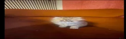 Persian cats for sale: Gorgeous Pure Persian Kittens  in London - Advert 2