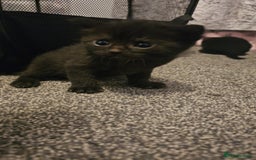 Mixed Breed cats for sale: Calico kittens  - Image 1